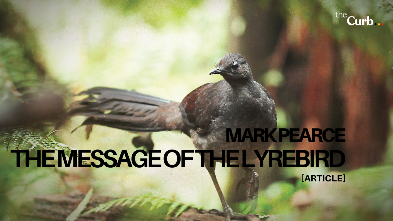 Is the future of the forests being foretold? The Message of the Lyrebird echoes the answer