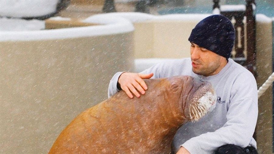 Interview with The Walrus and the Whistleblower director Nathalie Bibeau - Melbourne Documentary Film Festival