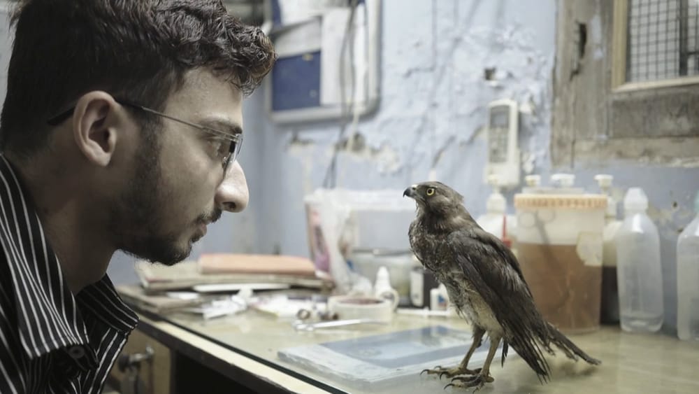 All That Breathes Director Shaunak Sen Talks About His Sundance Film Festival Award Winning Documentary In This Interview