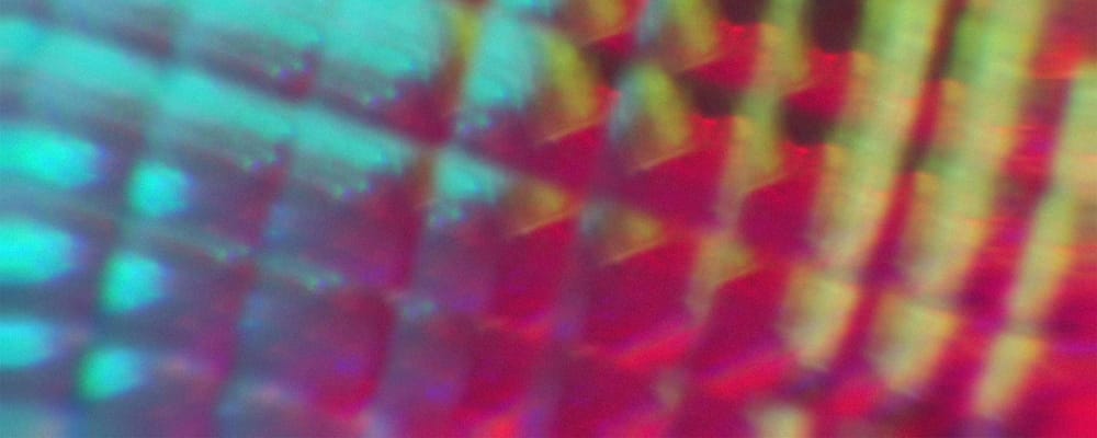 MIFF Dispatches Part One: All Dirt Roads Taste of Salt & Sujo